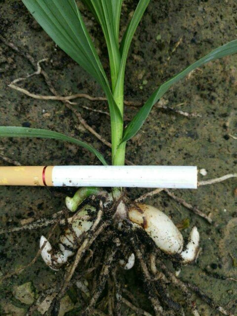 三叉白芨种苗紫花三叉大白芨