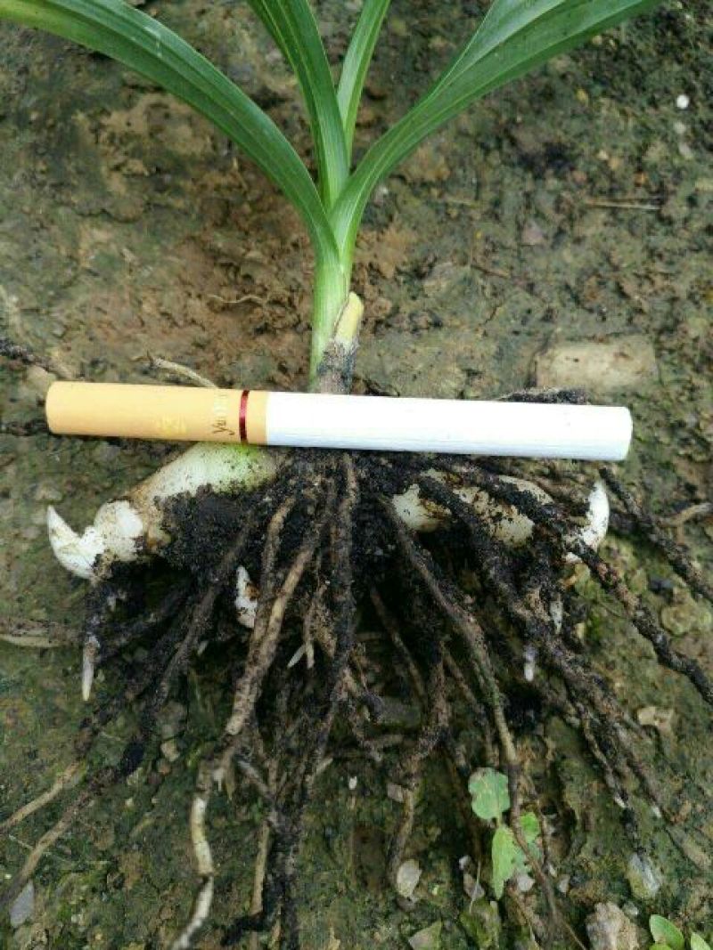 三叉白芨种苗紫花三叉大白芨