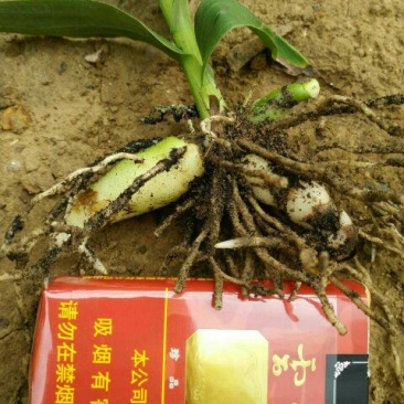 三叉白芨种苗紫花三叉大白芨