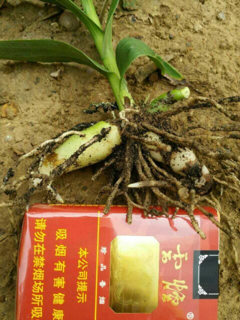 三叉白芨种苗紫花三叉大白芨