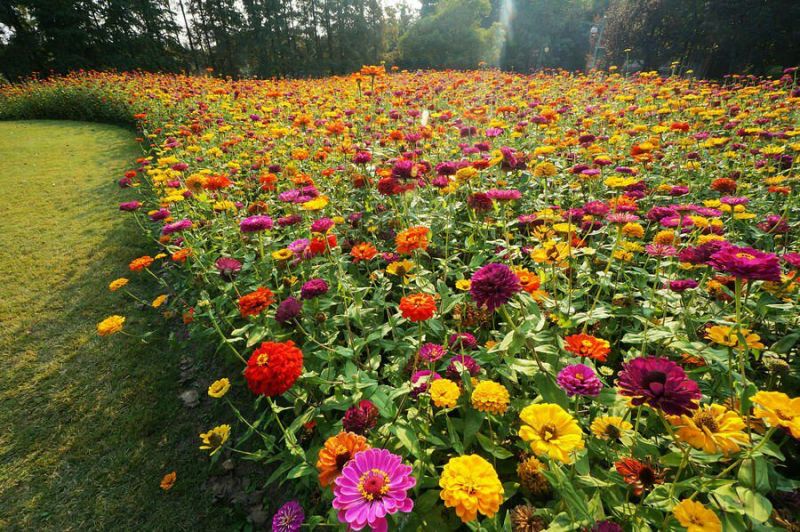 野花组合种子花海必备品种