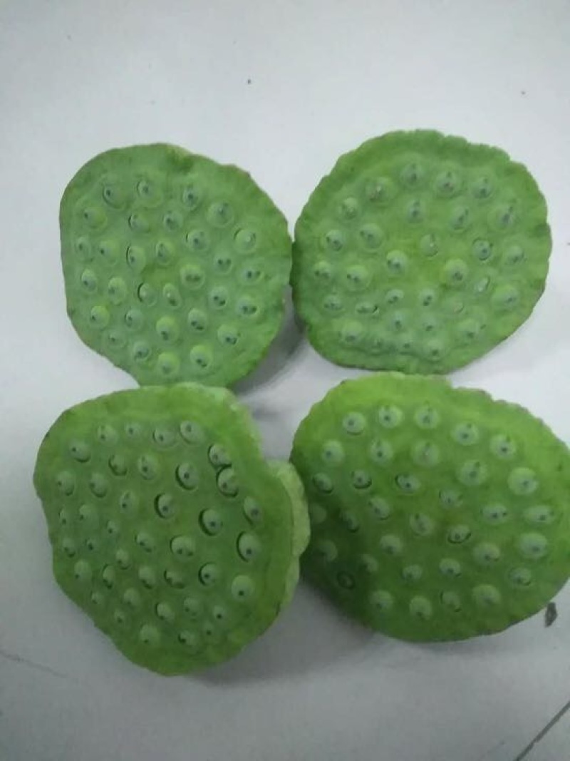 莲蓬5~8cm