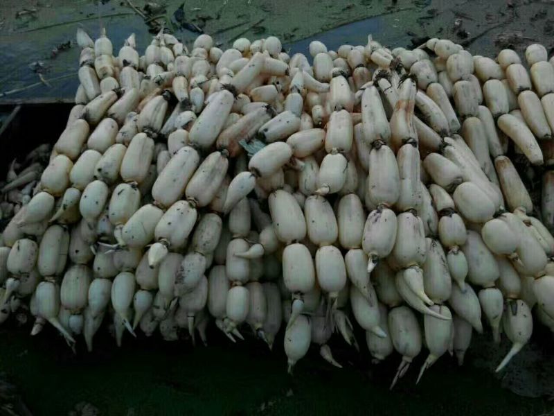 精品莲藕，颜色好，质量好，货源充足，保质保量，物流方便