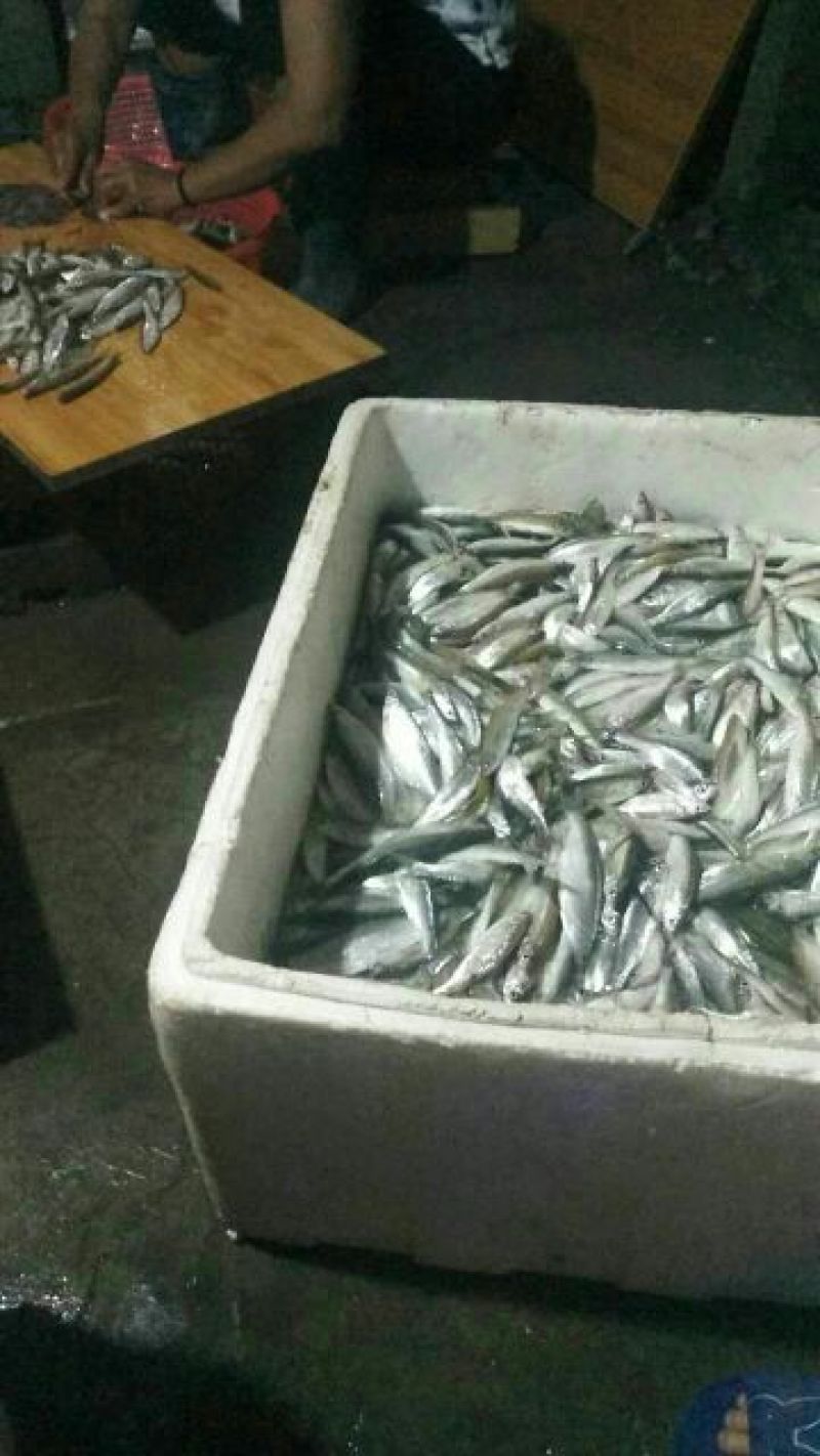 刀鱼食用冰鲜蓝刀鱼