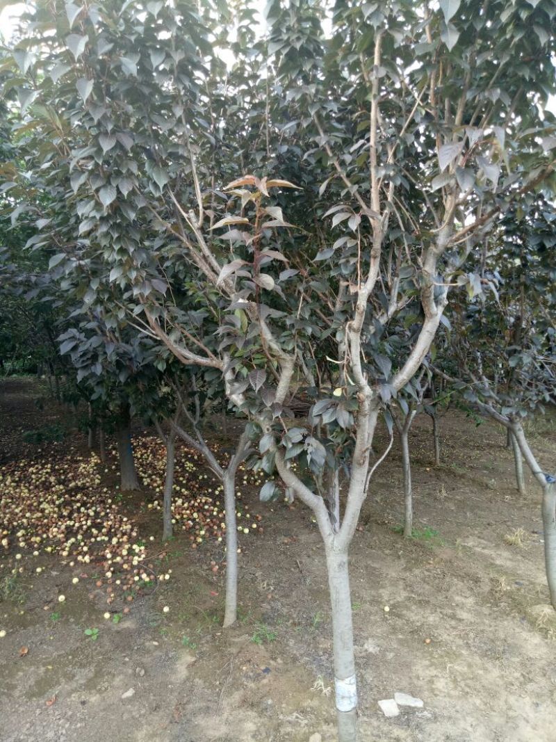 红叶樱花6~8cm