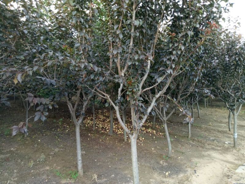 红叶樱花6~8cm