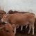 育肥牛犊100~200kg