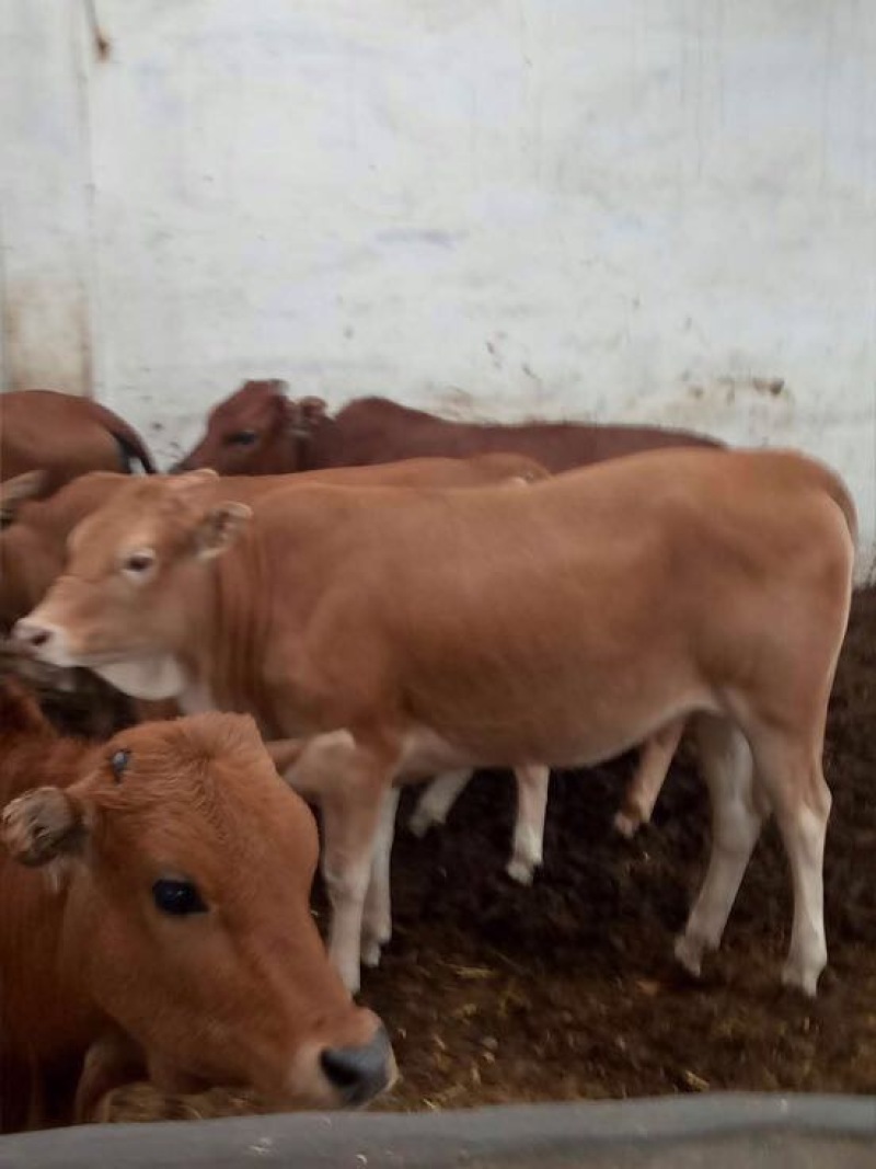 育肥牛犊100~200kg
