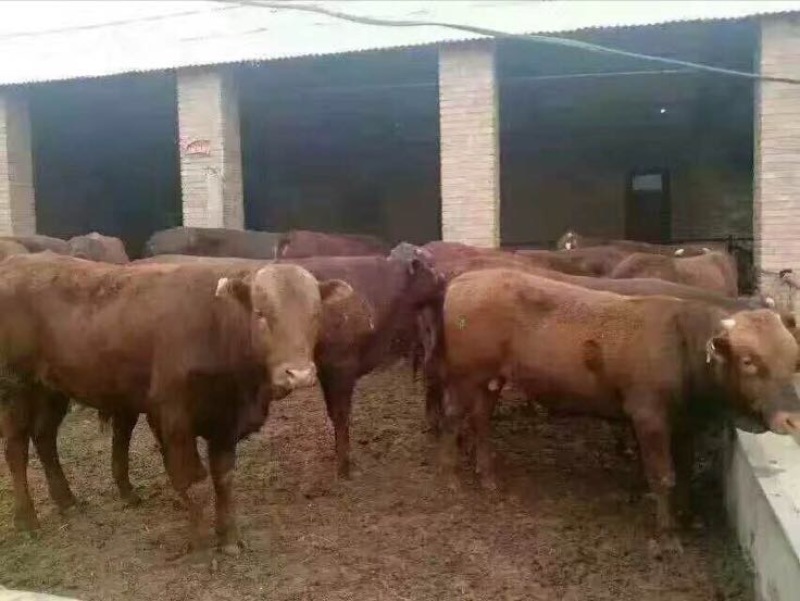 育肥牛犊100~200kg