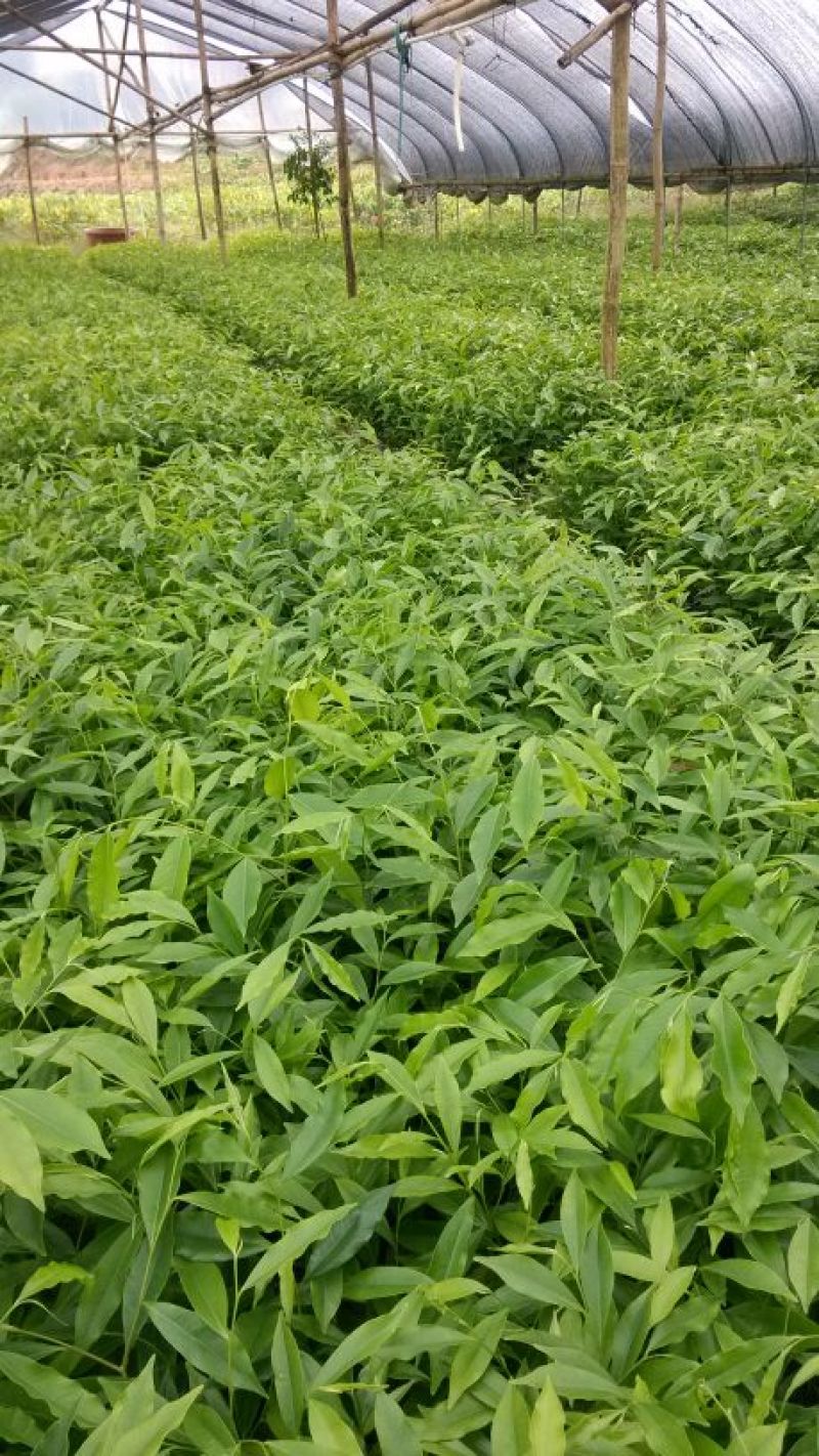 沉香种沉香芽苗山苗田苗奇楠小苗包邮芽苗