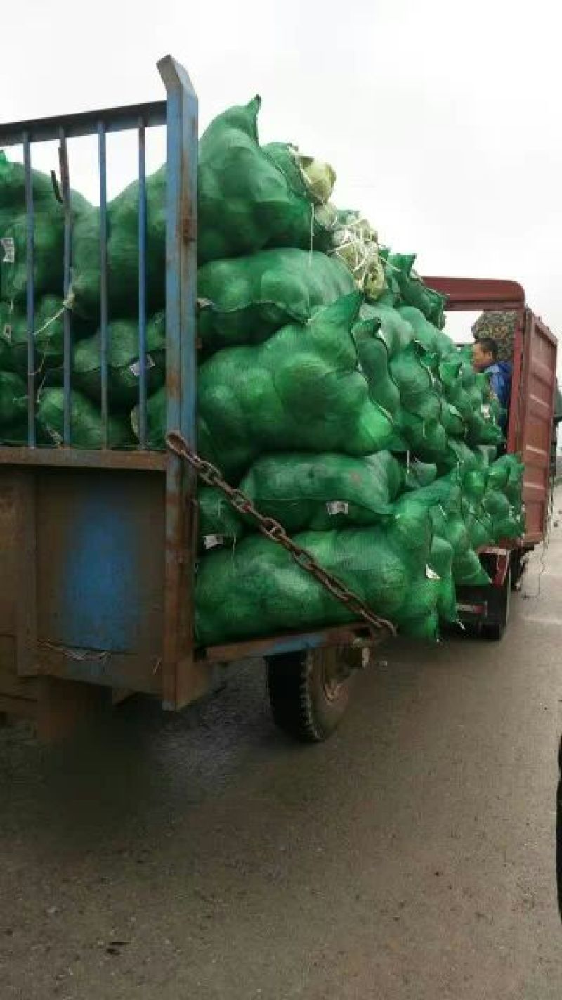 甘蓝，包菜，基地直供，质量好，适合各地客户需求