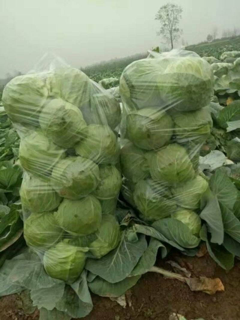 甘蓝，包菜，基地直供，质量好，适合各地客户需求