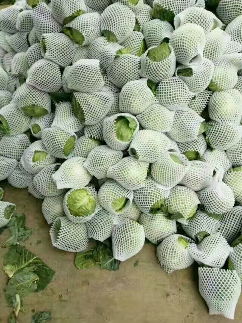 甘蓝，包菜，基地直供，质量好，适合各地客户需求
