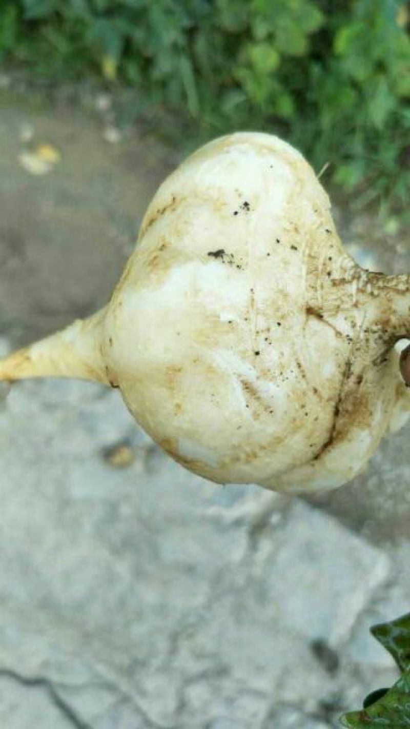 土瓜