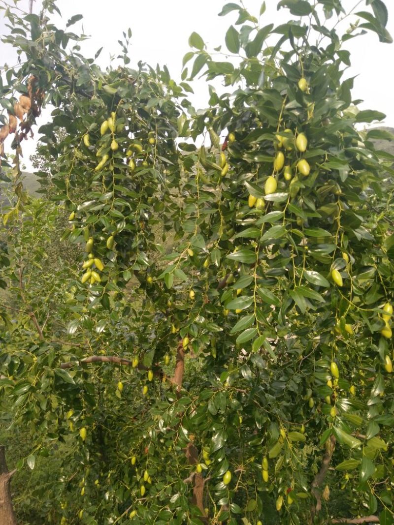 青枣马牙枣