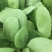 青菜油菜10~15cm大量供应欢迎来电咨询采购