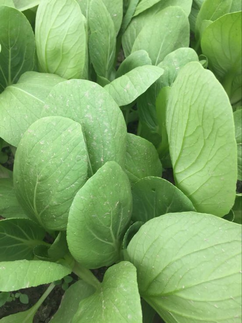 青菜油菜10~15cm大量供应欢迎来电咨询采购