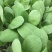 青菜油菜10~15cm大量供应欢迎来电咨询采购