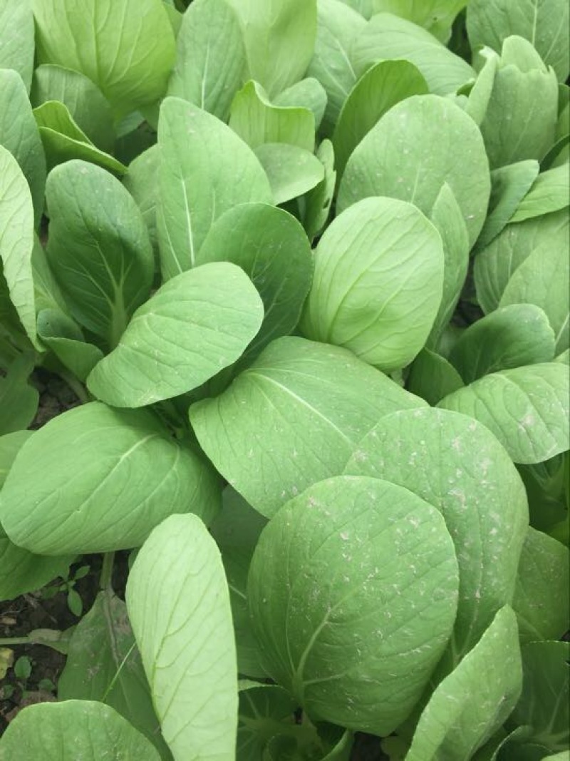 青菜油菜10~15cm大量供应欢迎来电咨询采购