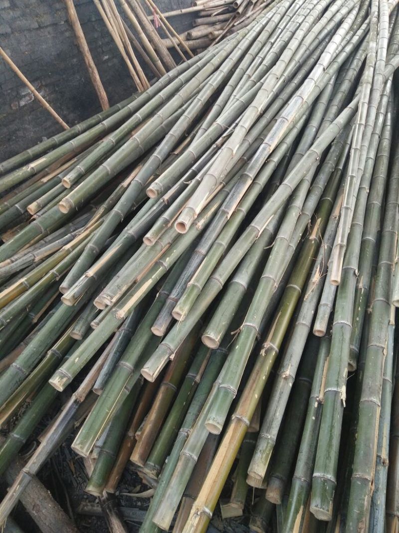 楠竹5~6cm5~6米