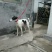 格力犬母