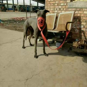 宠物狗