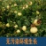 刺梨干