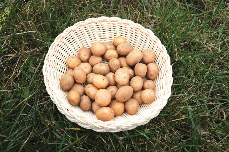 迷你土豆10g-40g，精品