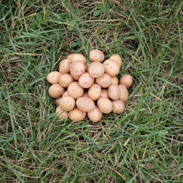 迷你土豆10g-40g，精品