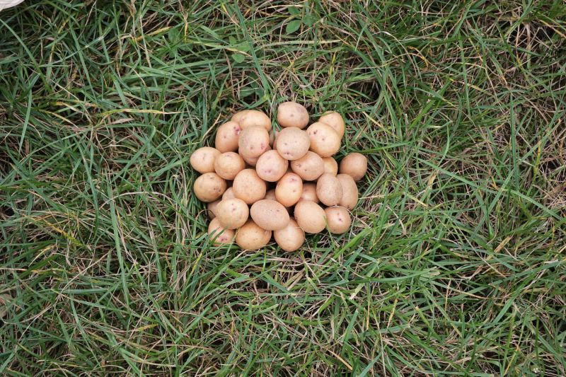 迷你土豆10g-40g，精品