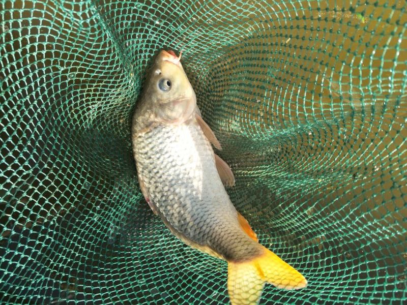 鲤鱼2~3公斤食用