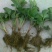 牛奶草莓苗品种保证纯度基地直供免费提供种植