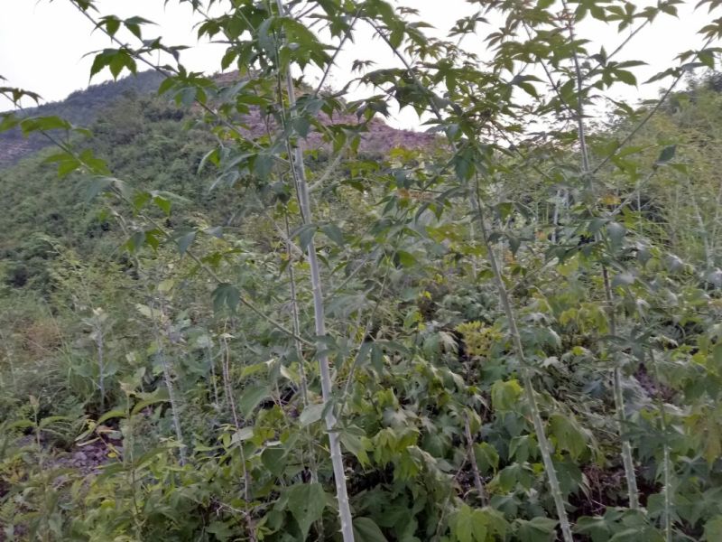 覆盆子苗