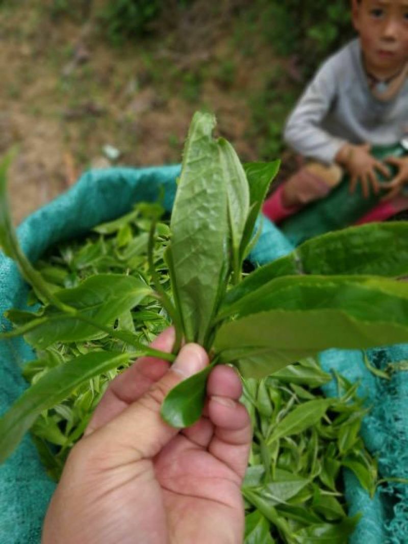 普洱茶一级