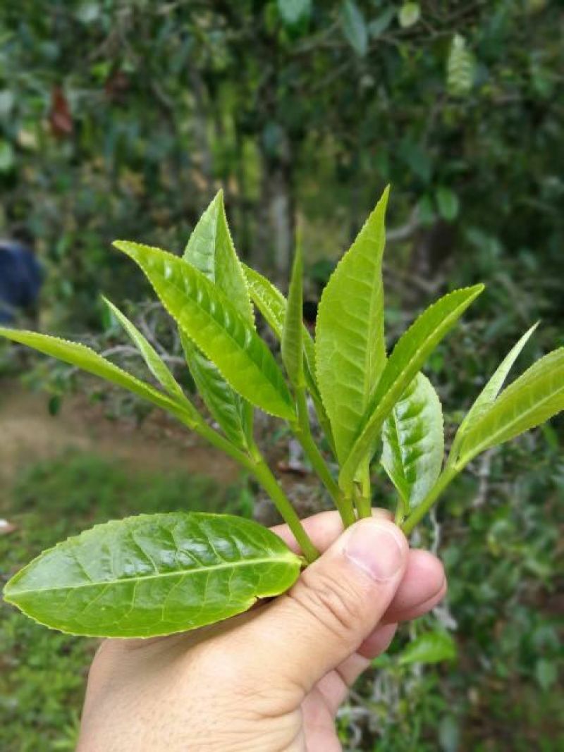 普洱茶一级