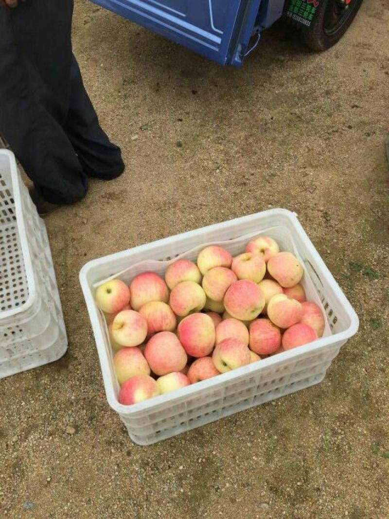 美八苹果批发产地直销货源充足价格便宜