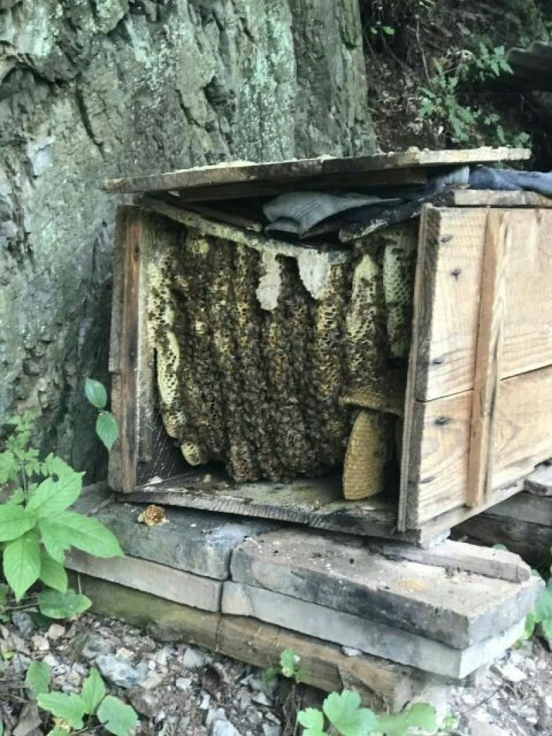 土蜂蜜野生土蜂蜜