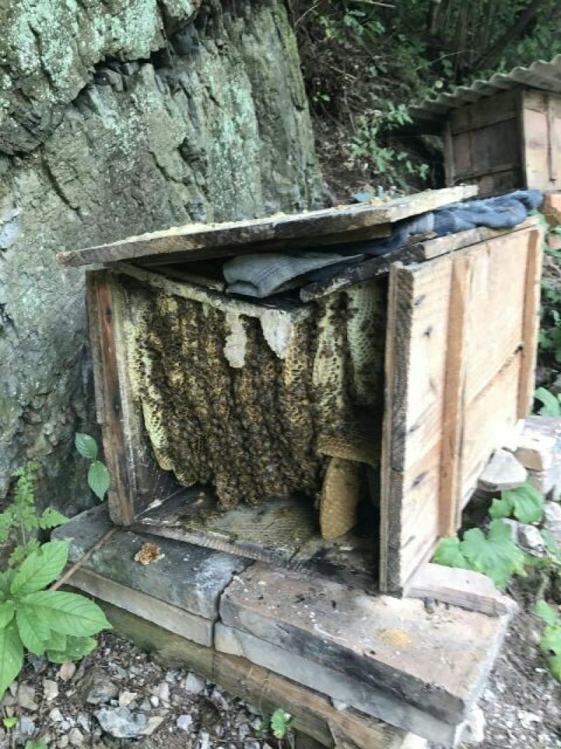 土蜂蜜野生土蜂蜜