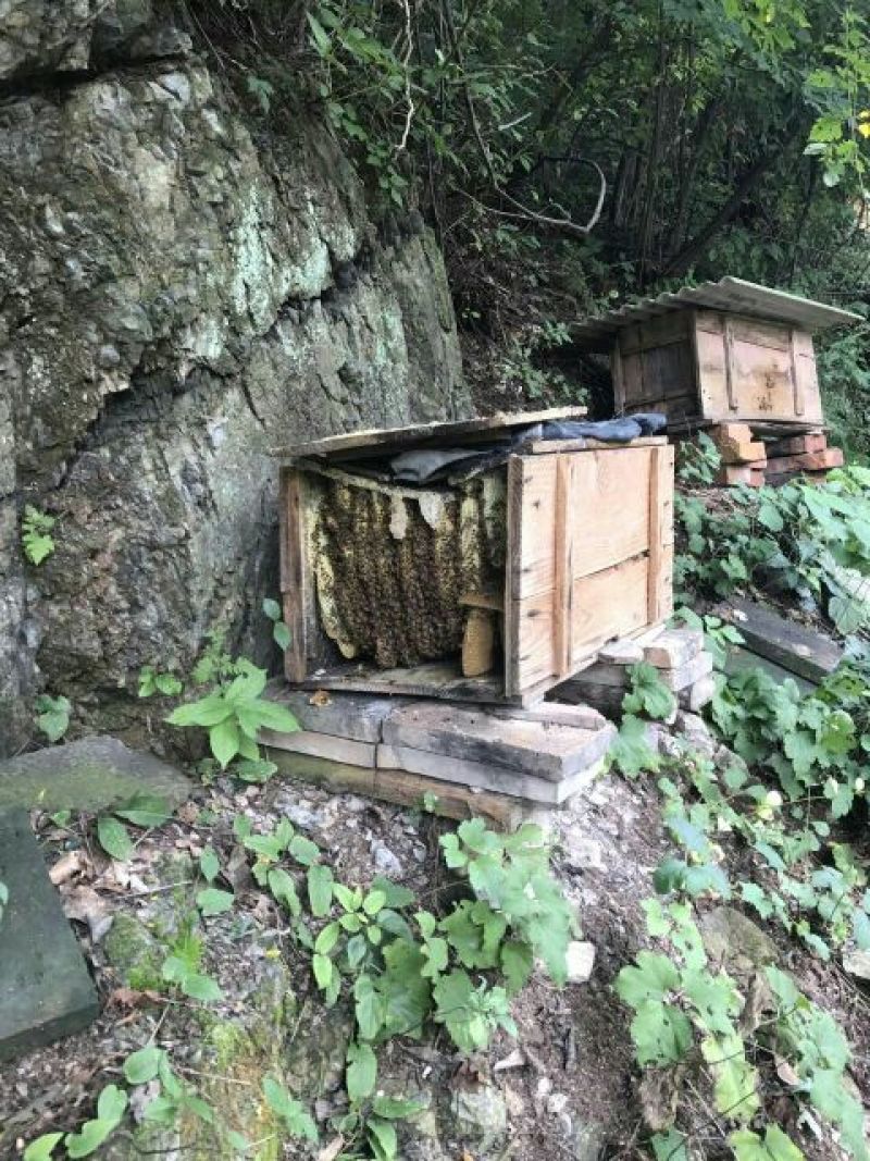 土蜂蜜野生土蜂蜜