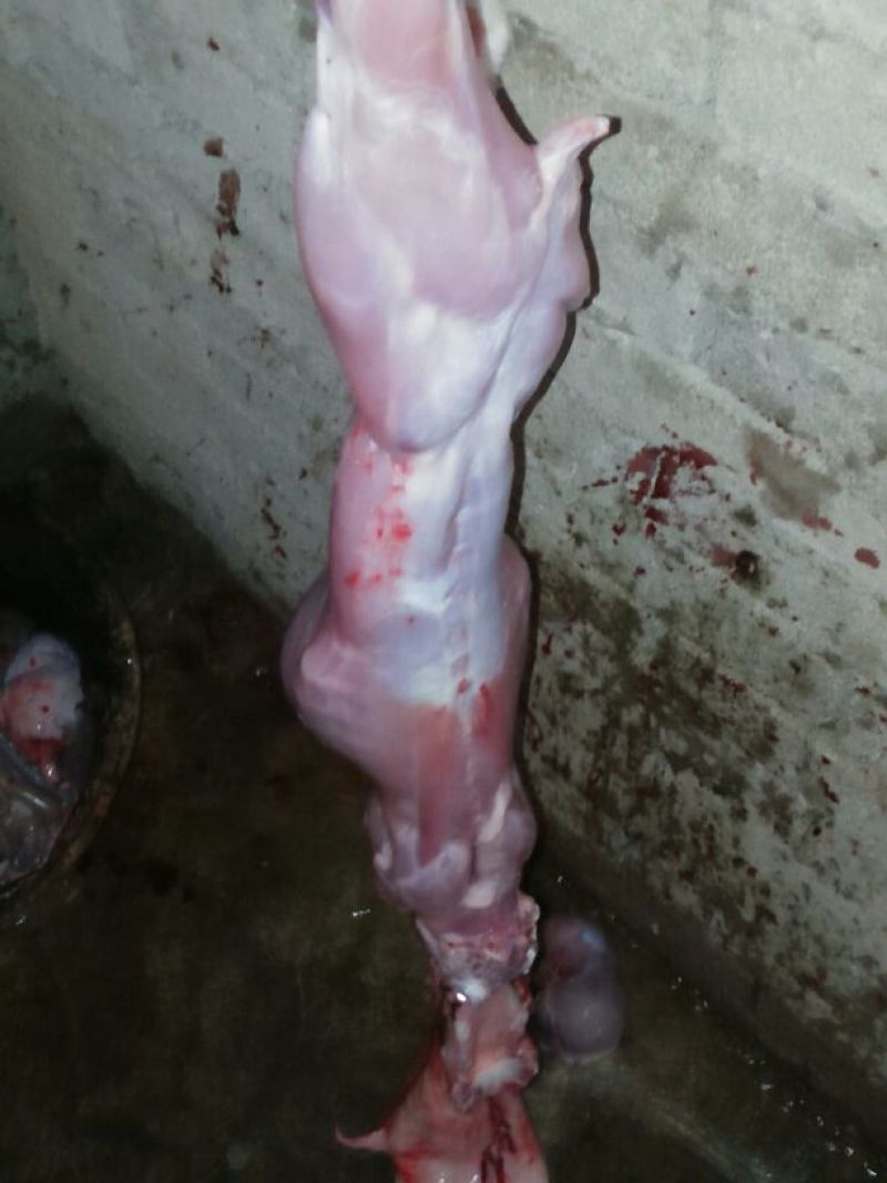 兔肉3~5