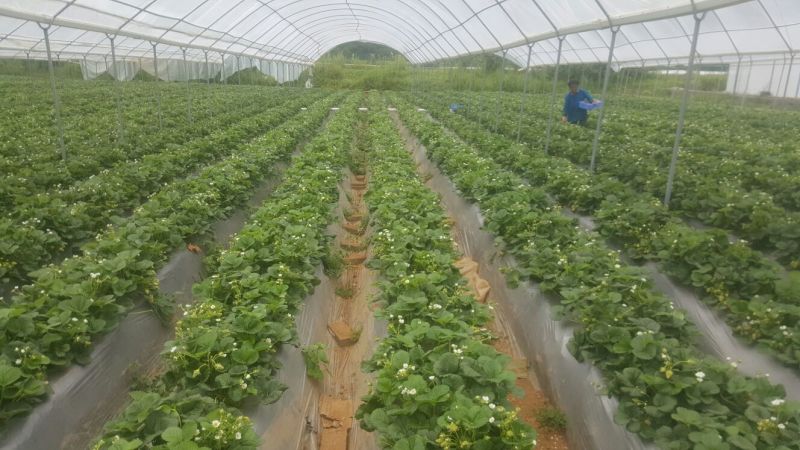 夏季草莓，烘焙，规格齐全，口感偏酸。