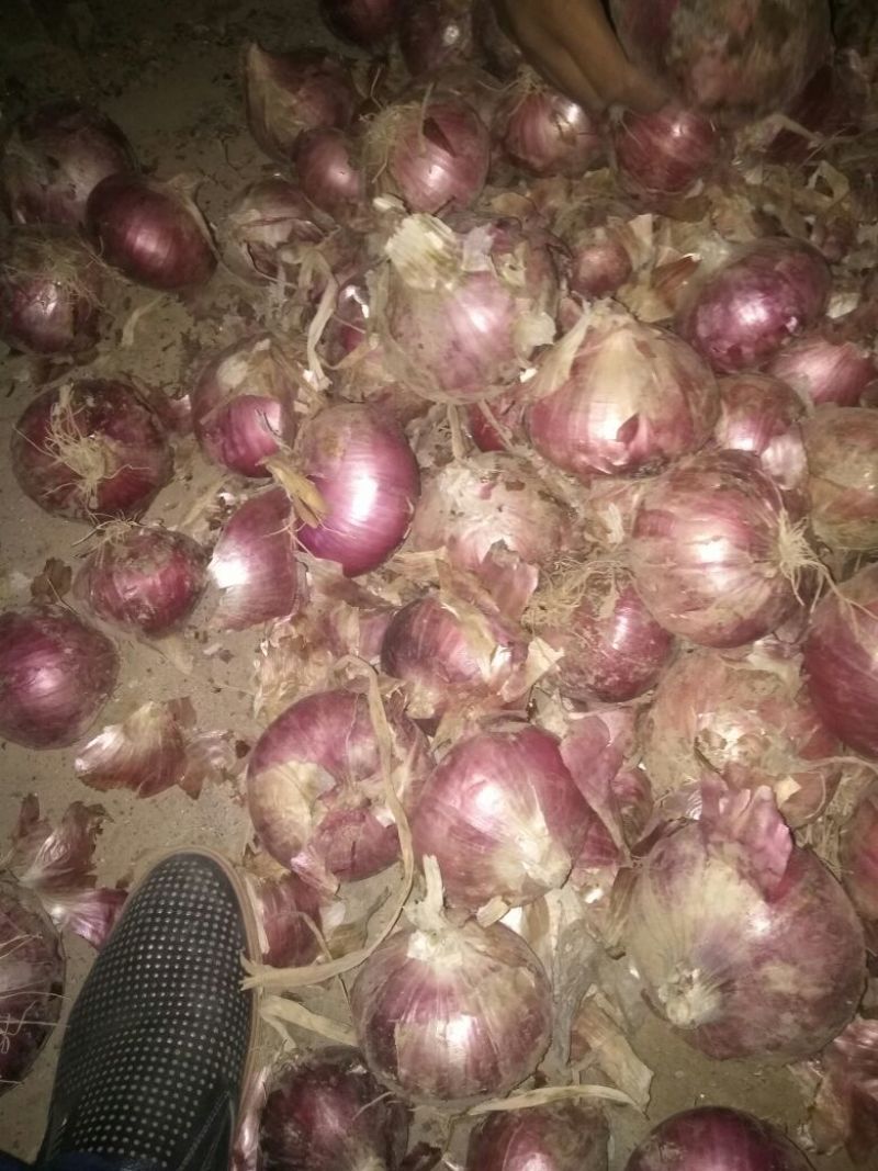 红皮洋葱8厘米以上