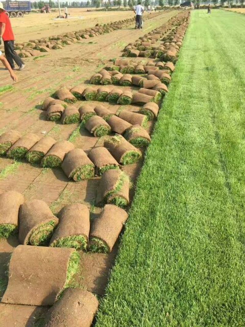 草坪草