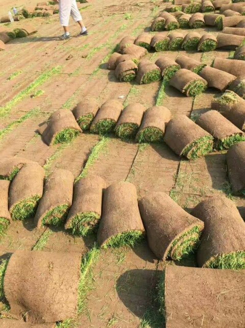 草坪草