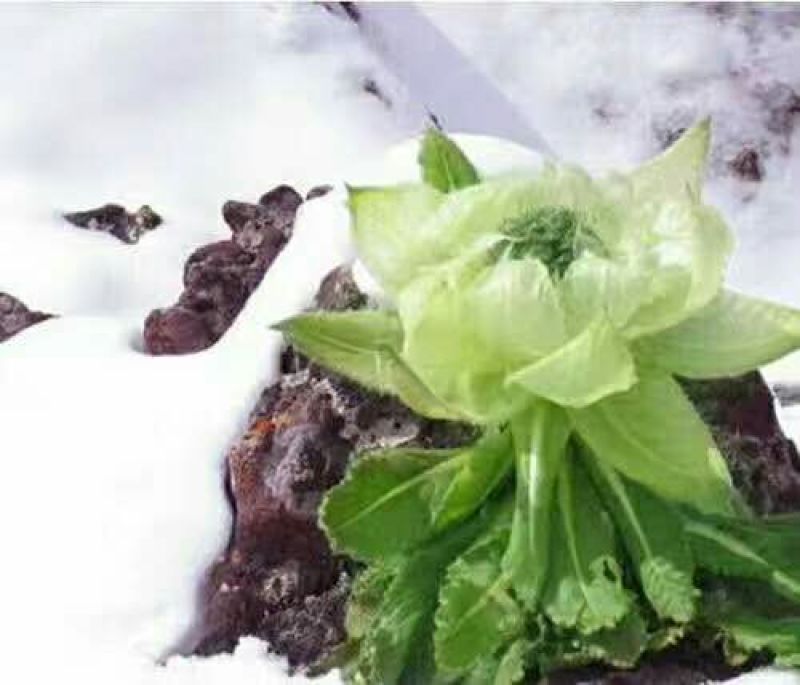 天山雪莲新疆散装干货5株起包邮