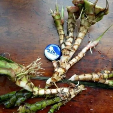 石菖蒲统条