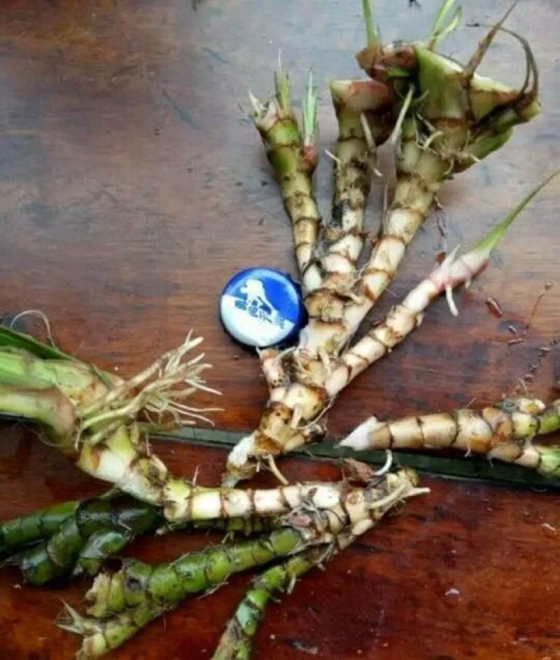 石菖蒲统条