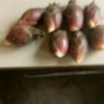 洋荷