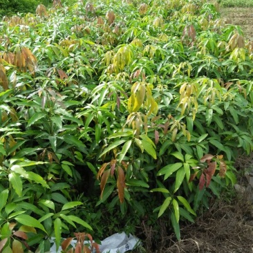 芒果苗:台农1号，金黄芒，桂七芒，布杯苗