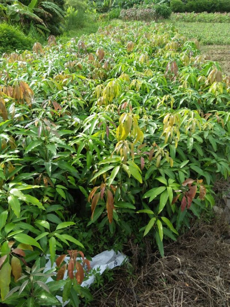 芒果苗:台农1号，金黄芒，桂七芒，布杯苗